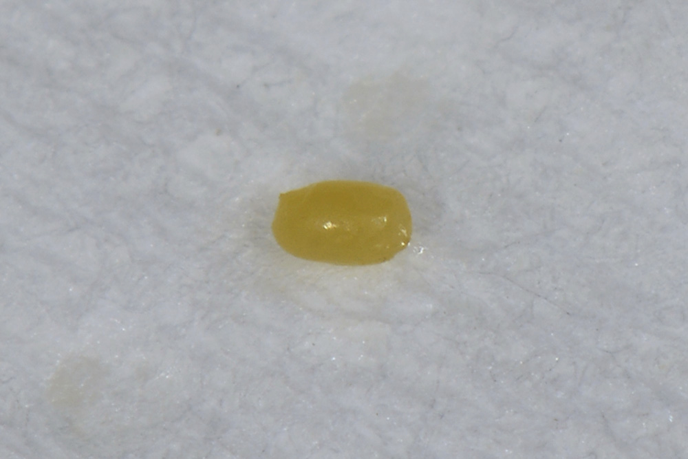 Labidostomis cf. longimana, Chrysomelidae